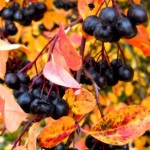Aronia melanocarpa Nero