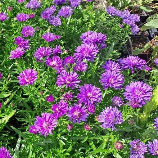 Aster novi-belgii Henry Blue