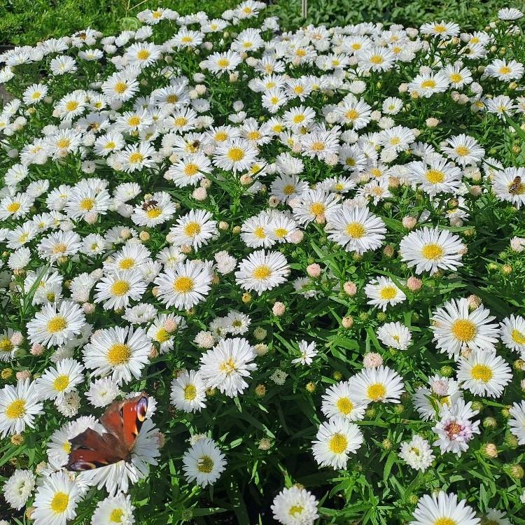 Aster novi-belgii Magic White