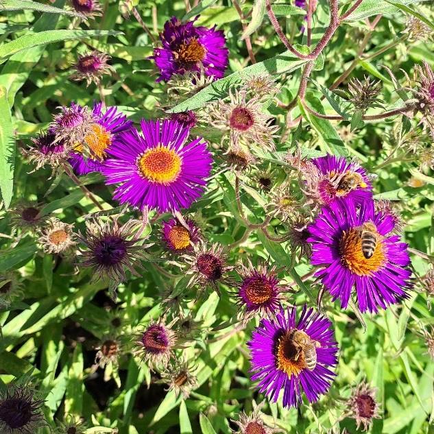 Aster novae-anglie Violetta