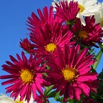Aster novi-belgii Crimson Brocade