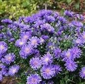 Aster novi-belgii Magic Blue