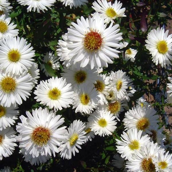 Aster novi-belgii Magic White
