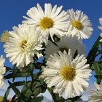 Aster novi-belgii White Ladies