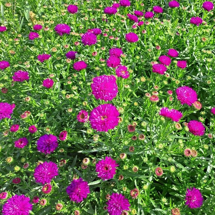 Aster novi-belgii Henry Pink