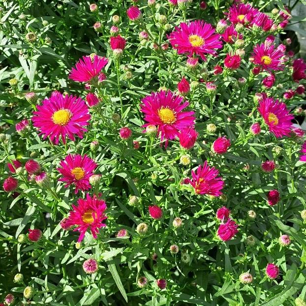 Aster novi-belgii Magic Deep Rose