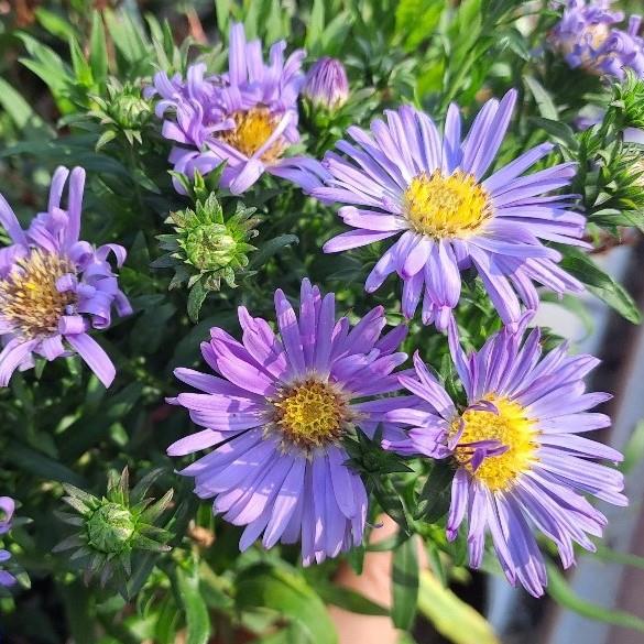 Aster novi-belgii Wood's Purple
