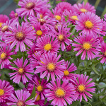 Aster dumosus Jenny