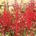 Astilbe arendsii Glut