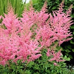 Astilbe arendsii Cattleya