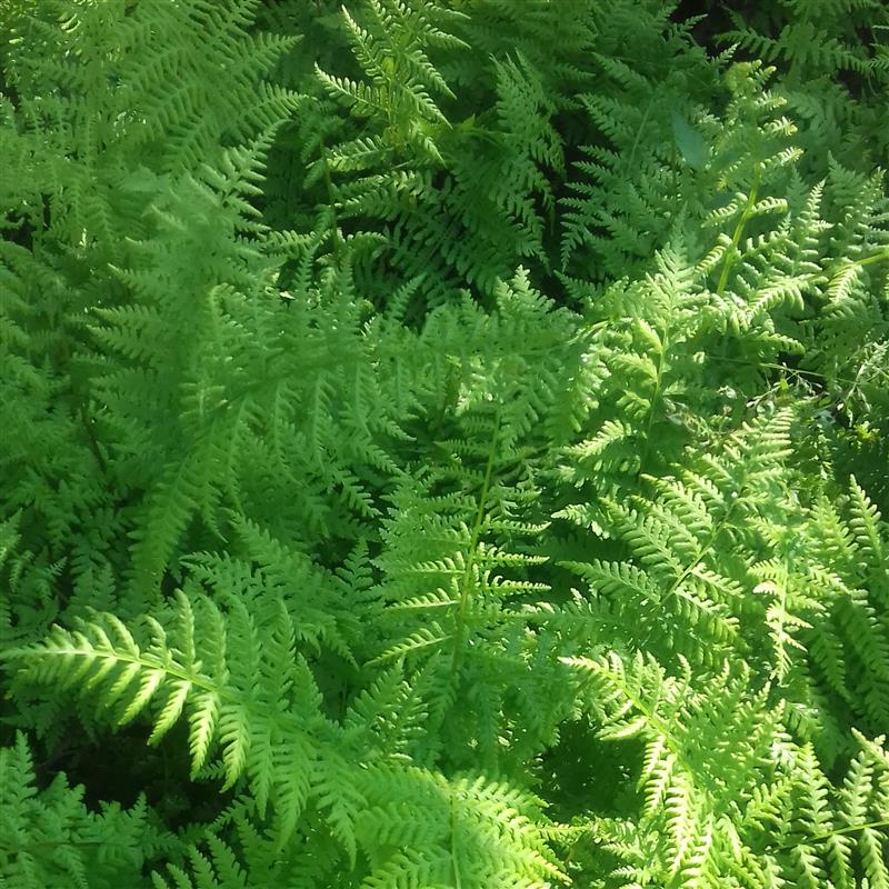 Athyrium filix-femina Rotstiel