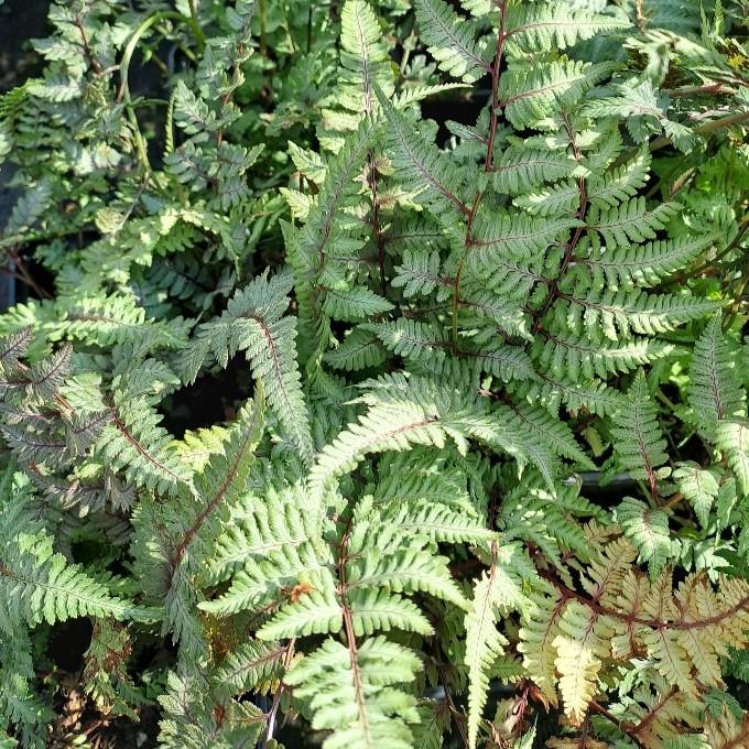 Athyrium niponicum Silver Falls