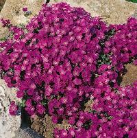 Aubrieta hybrida Glacier Red