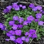Aubrieta gracilis Kitte Blue