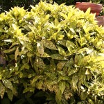 Aucuba japonica Variegata