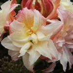 Rhododendron Knap Hill Cannon´s Double
