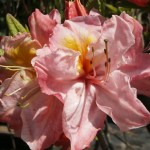 Rhododendron Knap Hill Cécile