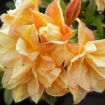 Rhododendron Knap Hill Csardas