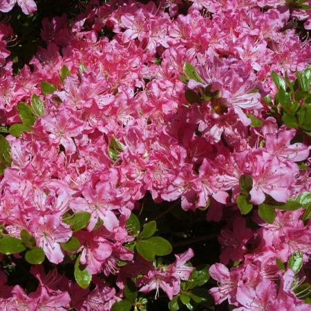 Rhododendron obtusum Diamant Rose