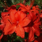 Rhododendron Knap Hill Doloroso