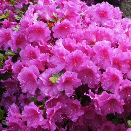 Rhododendron obtusum Enzett Schrammstein