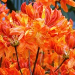 Rhododendron Knap Hill Glowing Embers