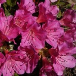 Rhododendron obtusum Haruko ( Geisha Dunkellila)