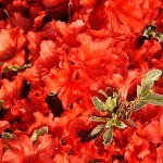 Rhododendron obtusum Hotshot Variegated