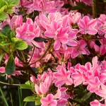 Rhododendron obtusum Kermesina Rose