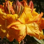 Rhododendron Knap Hill Klondyke