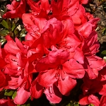 Rhododendron obtusum Maruška