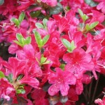 Rhododendron obtusum Rubinetta