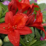 Rhododendron Knap Hill Satan