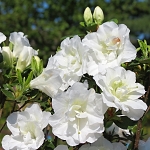 Rhododendron obtusum Schneeperle