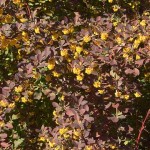 Berberis otawensis Superba