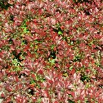 Berberis thunbergii Atropurpurea Nana