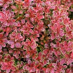 Berberis thunbergii Admiration