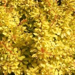 Berberis thunbergii Aurea
