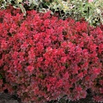 Berberis thunbergii Bagatelle