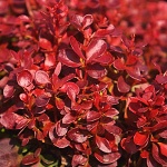 Berberis thunbergii Lutin Rouge (c)