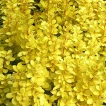 Berberis thunbergii Maria