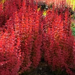 Berberis thunbergii Orange Rocket