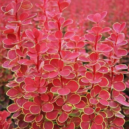 Berberis thunbergii Orange Sunrise