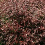 Berberis thunbergii Red Chief