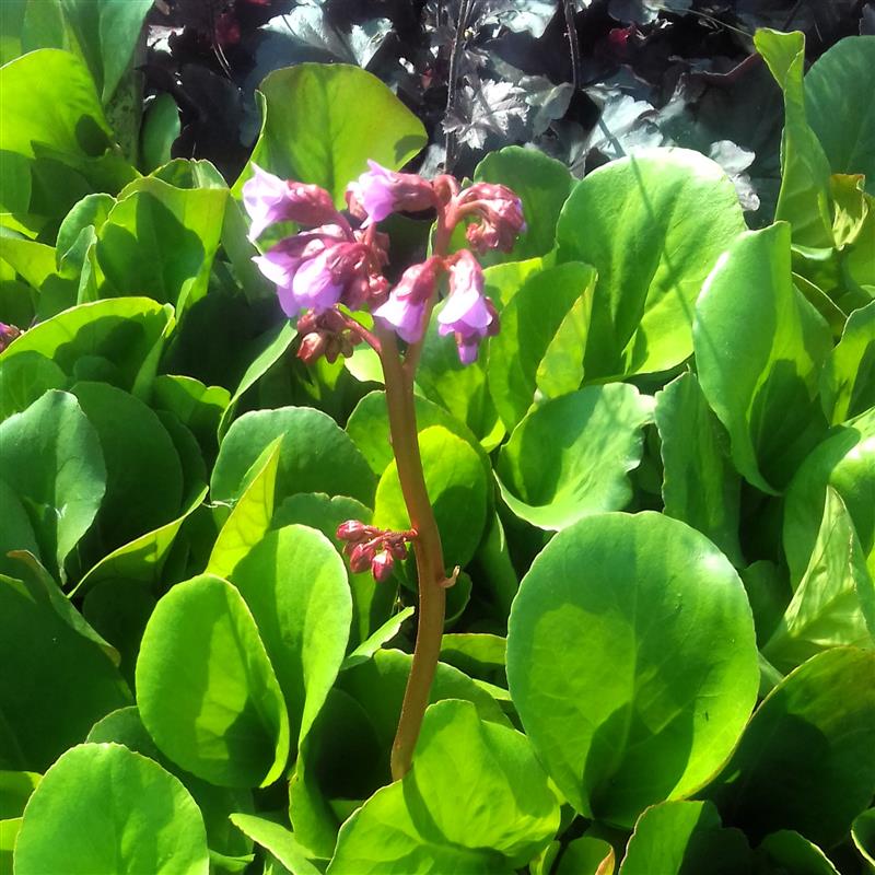 Bergenia cordifolia Shoeshine Rose
