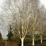 Betula jacquemontii  (syn. Betula utilis var. jacquemontii )