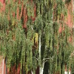 Betula pendula Gracilis (syn. Betula verrucosa Gracilis)
