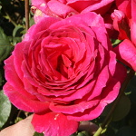 Rosa hybr. (CH)  Big Purple