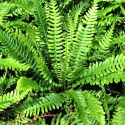 Blechnum spicant