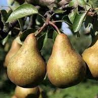 Pyrus communis Boscova Lahvice